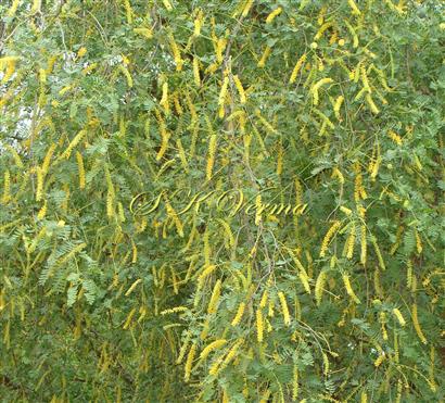   Plant bearing inflorescences (Pedunculate spikes)